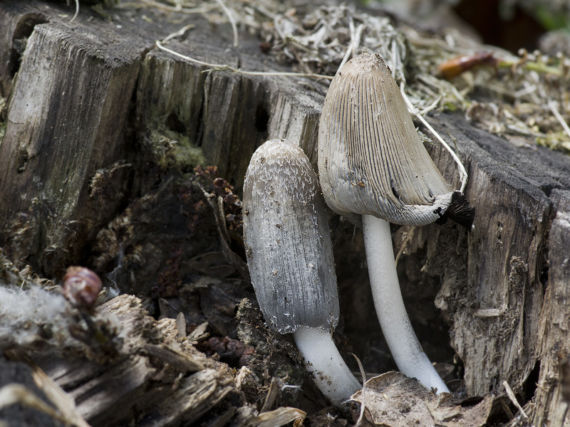 Coprinopsis lagopides